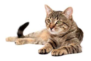 Feral tabby cat